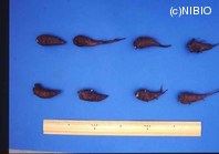 http://mpdb.nibiohn.go.jp/CONTENTS_ROOT/PLANT_PHOTO_DATA/PHOTO_FILE/thumbnail/951.jpg