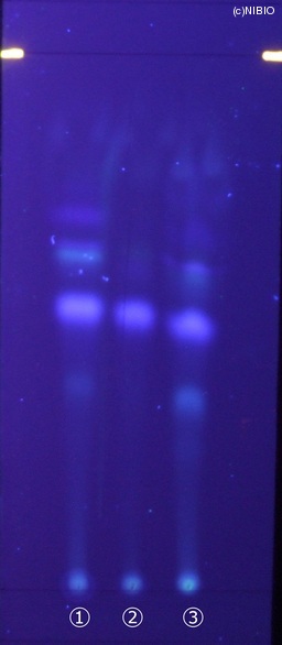 http://mpdb.nibiohn.go.jp/CONTENTS_ROOT/JP_IDENTIFICATION_PHOTO_DATA/JP_IDENTIFICATION_PHOTO_FILE/thumbnail/134.jpg