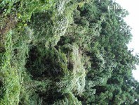 http://mpdb.nibiohn.go.jp/CONTENTS_ROOT/PLANT_PHOTO_DATA/PHOTO_FILE/thumbnail/714.jpg
