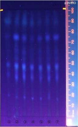 http://mpdb.nibiohn.go.jp/CONTENTS_ROOT/JP_IDENTIFICATION_PHOTO_DATA/JP_IDENTIFICATION_PHOTO_FILE/thumbnail/326.jpg