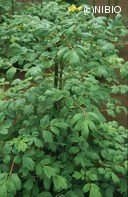 http://mpdb.nibiohn.go.jp/CONTENTS_ROOT/PLANT_PHOTO_DATA/PHOTO_FILE/thumbnail/740.jpg