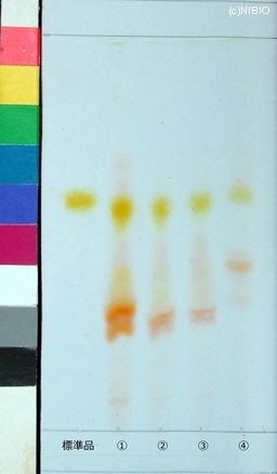 http://mpdb.nibiohn.go.jp/CONTENTS_ROOT/JP_IDENTIFICATION_PHOTO_DATA/JP_IDENTIFICATION_PHOTO_FILE/thumbnail/192.jpg