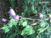 http://mpdb.nibiohn.go.jp/CONTENTS_ROOT/PLANT_PHOTO_DATA/PHOTO_FILE/thumbnail/768.jpg