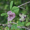 https://upload.wikimedia.org/wikipedia/commons/thumb/8/8b/Akebia_quinata_in_Mount_Ibuki_2011-05-21.JPG/119px-Akebia_quinata_in_Mount_Ibuki_2011-05-21.JPG