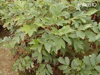 http://mpdb.nibiohn.go.jp/CONTENTS_ROOT/PLANT_PHOTO_DATA/PHOTO_FILE/thumbnail/741.jpg
