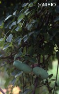 http://mpdb.nibiohn.go.jp/CONTENTS_ROOT/PLANT_PHOTO_DATA/PHOTO_FILE/thumbnail/769.jpg