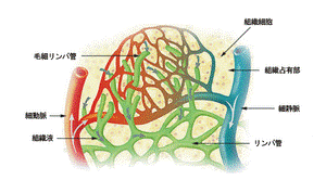 https://upload.wikimedia.org/wikipedia/commons/thumb/a/a0/Illu_lymph_capillary-ja.png/300px-Illu_lymph_capillary-ja.png
