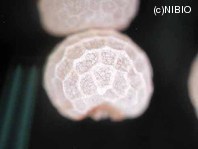 http://mpdb.nibiohn.go.jp/CONTENTS_ROOT/PLANT_PHOTO_DATA/PHOTO_FILE/thumbnail/1022.jpg