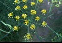 http://mpdb.nibiohn.go.jp/CONTENTS_ROOT/PLANT_PHOTO_DATA/PHOTO_FILE/thumbnail/36.jpg