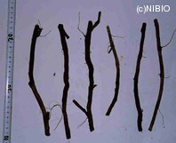 http://mpdb.nibiohn.go.jp/CONTENTS_ROOT/PLANT_PHOTO_DATA/PHOTO_FILE/thumbnail/179.jpg