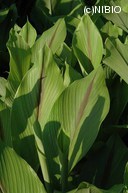 http://mpdb.nibiohn.go.jp/CONTENTS_ROOT/PLANT_PHOTO_DATA/PHOTO_FILE/thumbnail/141.jpg