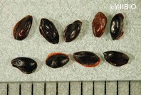 http://mpdb.nibiohn.go.jp/CONTENTS_ROOT/PLANT_PHOTO_DATA/PHOTO_FILE/thumbnail/206.jpg