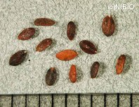 http://mpdb.nibiohn.go.jp/CONTENTS_ROOT/PLANT_PHOTO_DATA/PHOTO_FILE/thumbnail/227.jpg