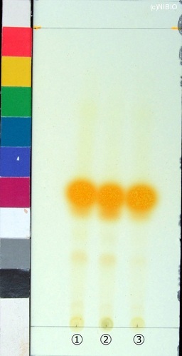 http://mpdb.nibiohn.go.jp/CONTENTS_ROOT/JP_IDENTIFICATION_PHOTO_DATA/JP_IDENTIFICATION_PHOTO_FILE/thumbnail/96.jpg