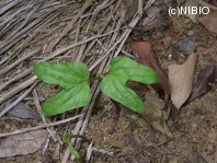 http://mpdb.nibiohn.go.jp/CONTENTS_ROOT/PLANT_PHOTO_DATA/PHOTO_FILE/thumbnail/1183.jpg