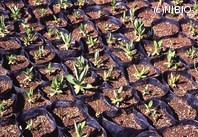http://mpdb.nibiohn.go.jp/CONTENTS_ROOT/PLANT_PHOTO_DATA/PHOTO_FILE/thumbnail/252.jpg