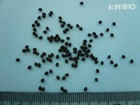 http://mpdb.nibiohn.go.jp/CONTENTS_ROOT/PLANT_PHOTO_DATA/PHOTO_FILE/thumbnail/262.jpg