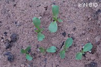 http://mpdb.nibiohn.go.jp/CONTENTS_ROOT/PLANT_PHOTO_DATA/PHOTO_FILE/thumbnail/281.jpg