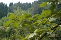 http://mpdb.nibiohn.go.jp/CONTENTS_ROOT/PLANT_PHOTO_DATA/PHOTO_FILE/thumbnail/1193.jpg