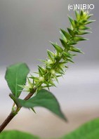 http://mpdb.nibiohn.go.jp/CONTENTS_ROOT/PLANT_PHOTO_DATA/PHOTO_FILE/thumbnail/308.jpg