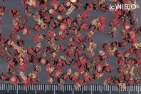 http://mpdb.nibiohn.go.jp/CONTENTS_ROOT/PLANT_PHOTO_DATA/PHOTO_FILE/thumbnail/327.jpg