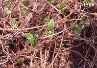 http://mpdb.nibiohn.go.jp/CONTENTS_ROOT/PLANT_PHOTO_DATA/PHOTO_FILE/thumbnail/1202.jpg