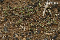 http://mpdb.nibiohn.go.jp/CONTENTS_ROOT/PLANT_PHOTO_DATA/PHOTO_FILE/thumbnail/340.jpg