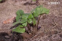 http://mpdb.nibiohn.go.jp/CONTENTS_ROOT/PLANT_PHOTO_DATA/PHOTO_FILE/thumbnail/352.jpg