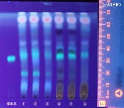 http://mpdb.nibiohn.go.jp/CONTENTS_ROOT/JP_IDENTIFICATION_PHOTO_DATA/JP_IDENTIFICATION_PHOTO_FILE/thumbnail/847.jpg