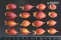http://mpdb.nibiohn.go.jp/CONTENTS_ROOT/PLANT_PHOTO_DATA/PHOTO_FILE/thumbnail/378.jpg