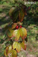 http://mpdb.nibiohn.go.jp/CONTENTS_ROOT/PLANT_PHOTO_DATA/PHOTO_FILE/thumbnail/388.jpg