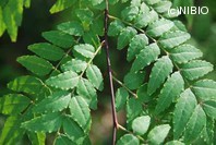 http://mpdb.nibiohn.go.jp/CONTENTS_ROOT/PLANT_PHOTO_DATA/PHOTO_FILE/thumbnail/399.jpg