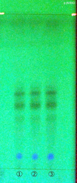 http://mpdb.nibiohn.go.jp/CONTENTS_ROOT/JP_IDENTIFICATION_PHOTO_DATA/JP_IDENTIFICATION_PHOTO_FILE/thumbnail/224.jpg
