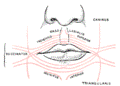 https://upload.wikimedia.org/wikipedia/commons/thumb/3/36/Gray381.png/120px-Gray381.png