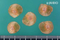 http://mpdb.nibiohn.go.jp/CONTENTS_ROOT/PLANT_PHOTO_DATA/PHOTO_FILE/thumbnail/402.jpg