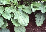 http://mpdb.nibiohn.go.jp/CONTENTS_ROOT/PLANT_PHOTO_DATA/PHOTO_FILE/thumbnail/492.jpg