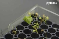 http://mpdb.nibiohn.go.jp/CONTENTS_ROOT/PLANT_PHOTO_DATA/PHOTO_FILE/thumbnail/509.jpg