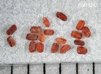 http://mpdb.nibiohn.go.jp/CONTENTS_ROOT/PLANT_PHOTO_DATA/PHOTO_FILE/thumbnail/1212.jpg