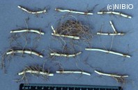 http://mpdb.nibiohn.go.jp/CONTENTS_ROOT/PLANT_PHOTO_DATA/PHOTO_FILE/thumbnail/503.jpg