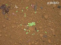 http://mpdb.nibiohn.go.jp/CONTENTS_ROOT/PLANT_PHOTO_DATA/PHOTO_FILE/thumbnail/1261.jpg