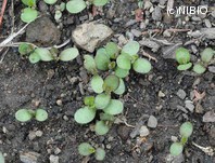 http://mpdb.nibiohn.go.jp/CONTENTS_ROOT/PLANT_PHOTO_DATA/PHOTO_FILE/thumbnail/530.jpg