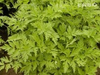 http://mpdb.nibiohn.go.jp/CONTENTS_ROOT/PLANT_PHOTO_DATA/PHOTO_FILE/thumbnail/544.jpg