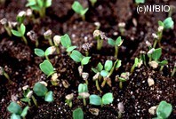 http://mpdb.nibiohn.go.jp/CONTENTS_ROOT/PLANT_PHOTO_DATA/PHOTO_FILE/thumbnail/554.jpg
