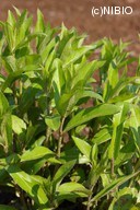 http://mpdb.nibiohn.go.jp/CONTENTS_ROOT/PLANT_PHOTO_DATA/PHOTO_FILE/thumbnail/587.jpg