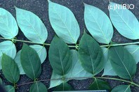 http://mpdb.nibiohn.go.jp/CONTENTS_ROOT/PLANT_PHOTO_DATA/PHOTO_FILE/thumbnail/819.jpg