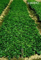 http://mpdb.nibiohn.go.jp/CONTENTS_ROOT/PLANT_PHOTO_DATA/PHOTO_FILE/thumbnail/626.jpg