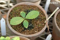 http://mpdb.nibiohn.go.jp/CONTENTS_ROOT/PLANT_PHOTO_DATA/PHOTO_FILE/thumbnail/1238.jpg