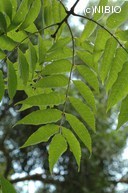 http://mpdb.nibiohn.go.jp/CONTENTS_ROOT/PLANT_PHOTO_DATA/PHOTO_FILE/thumbnail/1244.jpg