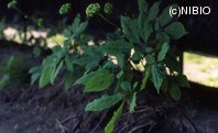 http://mpdb.nibiohn.go.jp/CONTENTS_ROOT/PLANT_PHOTO_DATA/PHOTO_FILE/thumbnail/654.jpg