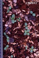 http://mpdb.nibiohn.go.jp/CONTENTS_ROOT/PLANT_PHOTO_DATA/PHOTO_FILE/thumbnail/1284.jpg